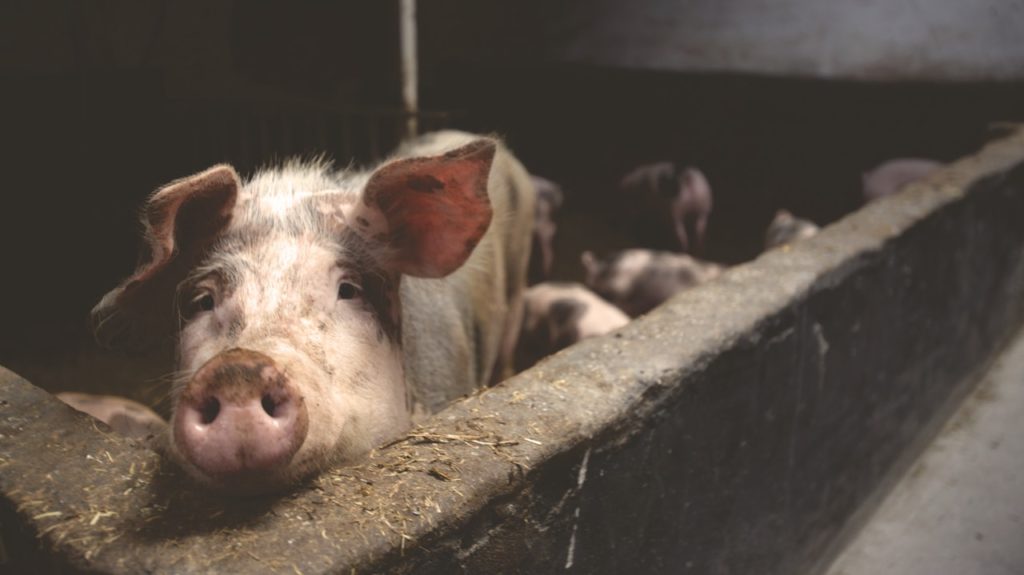 Freegáni odmietajú podporovať veľkochov dobytka a nekonzumujú živočíšne či na zvieratách testované výrobky.